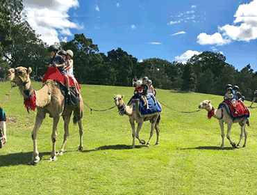 Cruizey Camel Rides